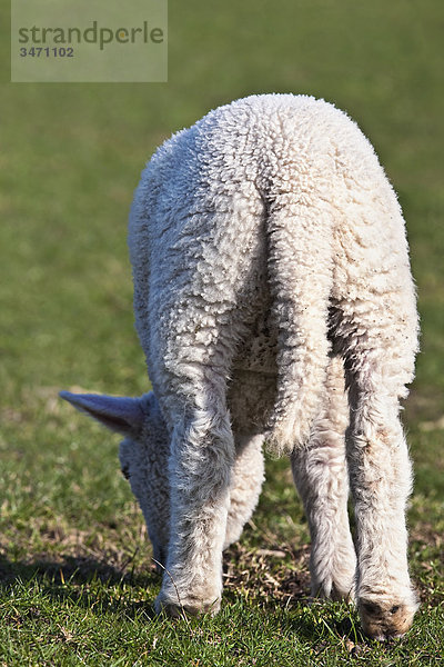 Lamm grast auf einer Wiese