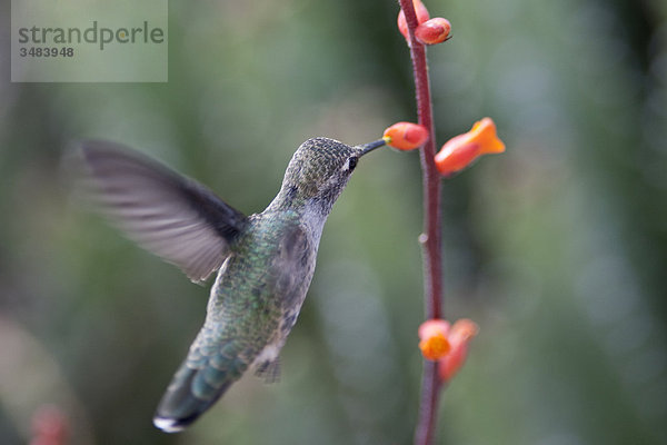 Kolibri frisst im Flug  Desert Botanical Garden  Phoenix  Arizona  USA