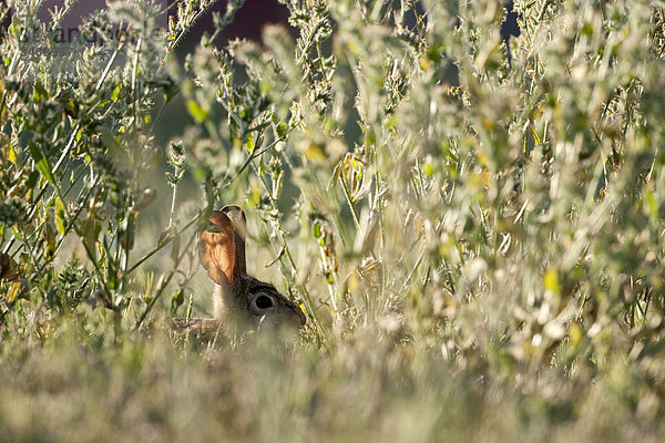 Kaninchen im Gras sitzend  Arizona  USA