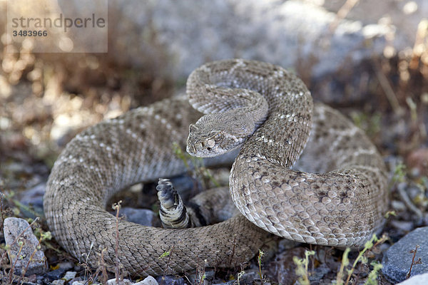 Texas-Klapperschlange (Crotalus atrox)  Arizona  USA  Close-up