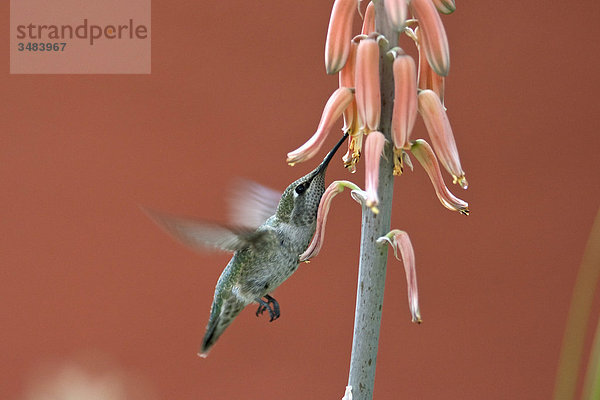 Kolibri frisst im Flug  Desert Botanical Garden  Phoenix  Arizona  USA