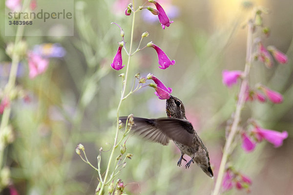 Kolibri frisst im Flug  Desert Botanical Garden  Phoenix  Arizona  USA