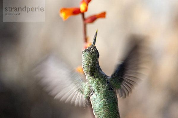 Kolibri fliegend vor einer Blüte  Desert Botanical Garden  Phoenix  Arizona  USA  Draufsicht