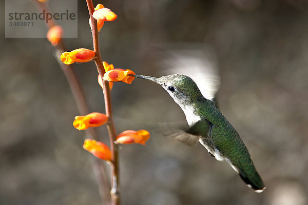 Kolibri frisst im Flug  Desert Botanical Garden  Phoenix  Arizona  USA  Close-up