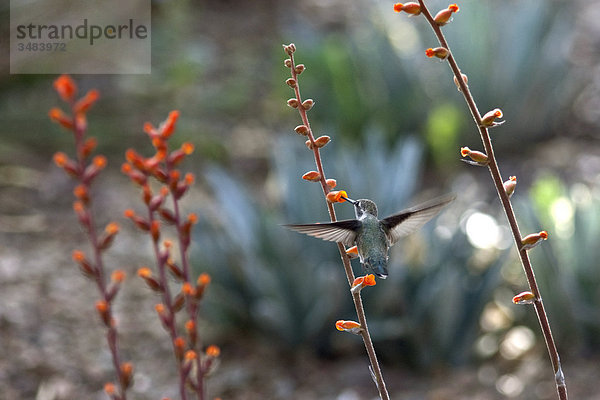 Kolibri fressend  Desert Botanical Garden  Phoenix  Arizona  USA