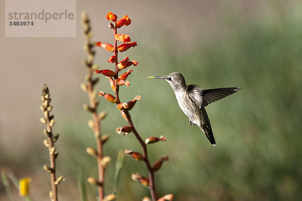 Kolibri fliegend vor einer Blüte  Desert Botanical Garden  Phoenix  Arizona  USA