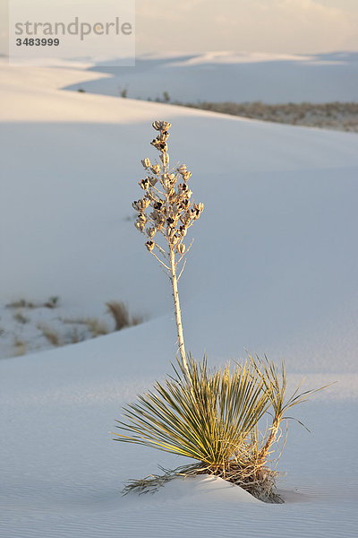 Seifen-Palmlilie (Yucca elata)  White Sands National Monument  New Mexico  USA