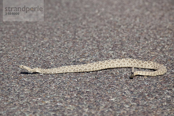 Diamant-Klapperschlange (Crotalus adamanteus) auf der Erde  USA