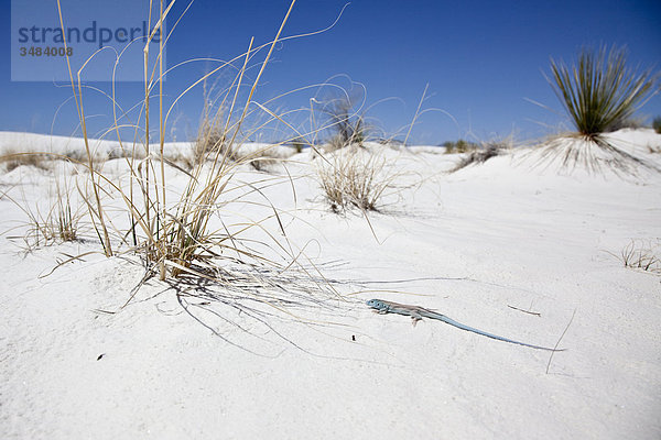 Eidechse im White Sands National Monument  New Mexico  USA  Erhöhte Ansicht