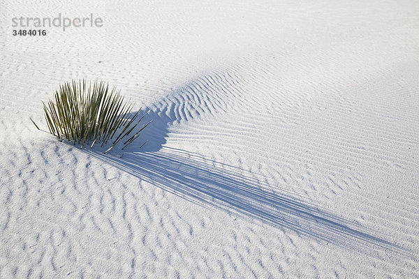 Gräser im weißen Sand wachsend  White Sands National Monument  New Mexico  USA  Erhöhte Ansicht
