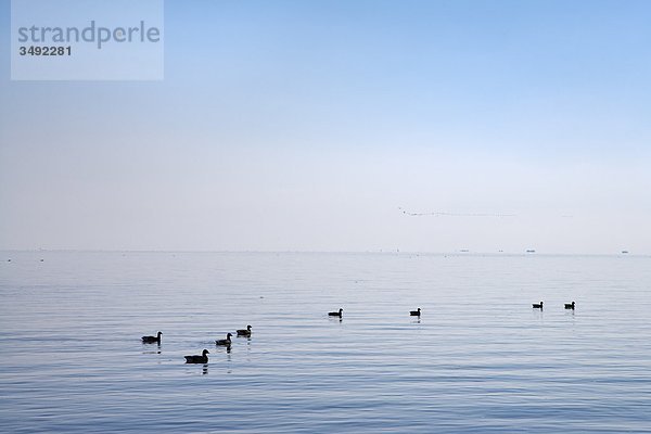 Ringelgänse (Branta bernicla) schwimmend  Amrum  Schleswig-Holstein  Deutschland