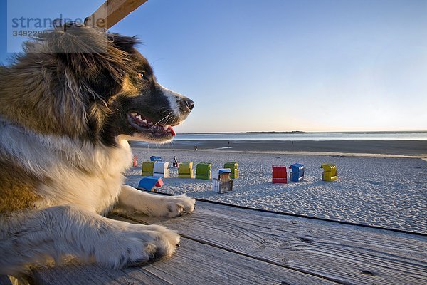 Hund liegt auf einer Plattform und schaut auf den Strand in Föhr  Schleswig-Holstein  Deutschland