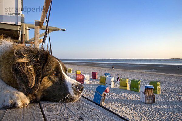 Hund liegt auf einer Plattform und schaut auf den Strand in Föhr  Schleswig-Holstein  Deutschland