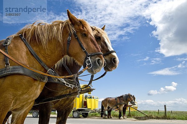 Pferdekutschen in Hallig Hooge  Nordfriesland  Deutschland  Flachwinkelansicht
