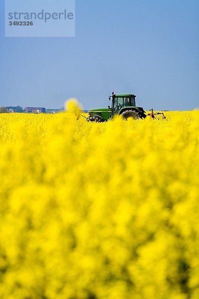 Traktor in einem Rapsfeld  Pellworm  Schleswig-Holstein  Deutschland  Flachwinkelansicht