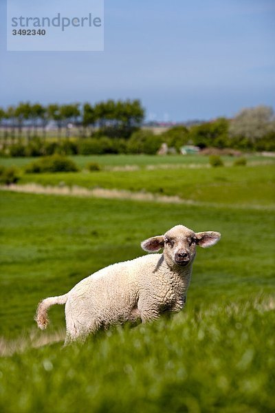 Schaf auf einem Deich  Pellworm  Schleswig-Holstein  Deutschland  Flachwinkelansicht