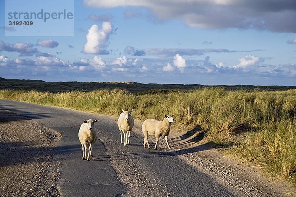 Schafe auf einer Straße  Ellenbogen  Sylt  Deutschland