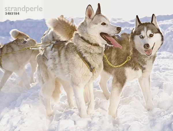 Huskies im Winter