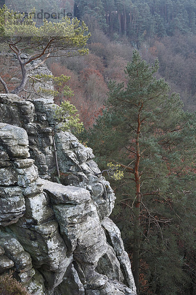 Felsen und Wald  Deutsch-Luxemburgischer Naturpark  Luxemburg  Europa