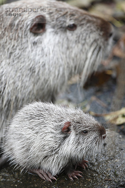 Zwei Biberratten  Myocastor coypus  Saarland  Deutschland  Europa