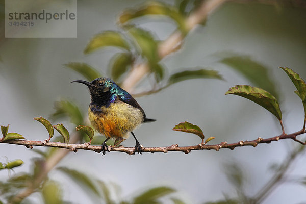 Ziernektarvogel  Cinnyris venustus  Uganda  Ostafrika  Afrika