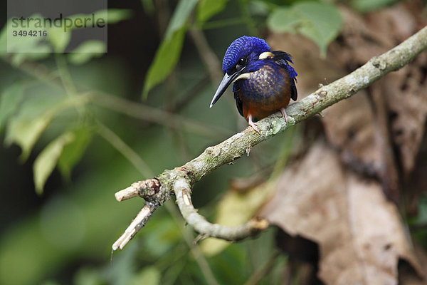 Schillereisvogel  Alcedo quadribrachys  Bigodi wetland sanctuary  Uganda  Ostafrika  Afrika