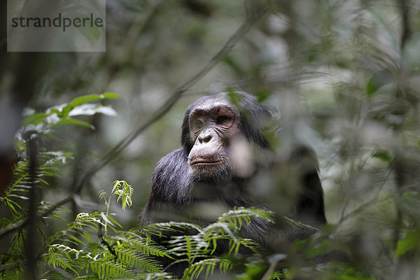 Schimpanse  Pan troglodytes  Kibale-Nationalpark  Uganda  Ostafrika  Afrika