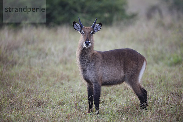 Wasserbock  Kobus ellipsiprymnus  Queen-Elizabeth-Nationalpark  Uganda  Ostafrika  Afrika