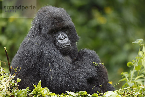 Berggorilla  Gorilla gorilla beringei  und Jungtier  Virunga Nationalpark  Ruanda  Ostafrika  Afrika