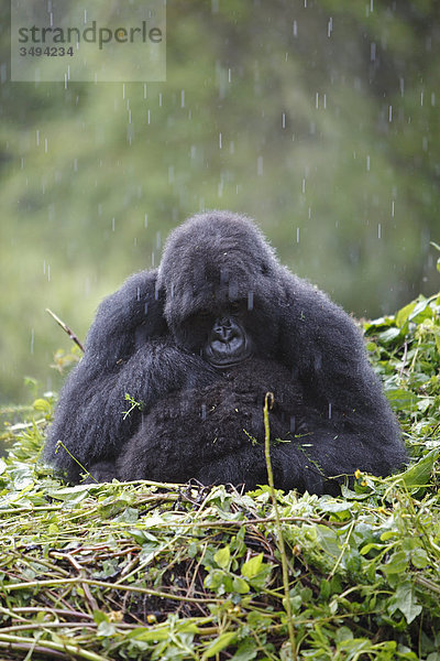 Berggorilla  Gorilla gorilla beringei  und Jungtier  Virunga Nationalpark  Ruanda  Ostafrika  Afrika