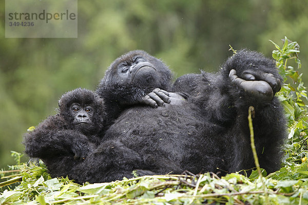 Berggorilla  Gorilla gorilla beringei  und Jungtier  Virunga Nationalpark  Ruanda  Ostafrika  Afrika