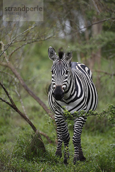 Steppenzebra  Equus quagga boehmi  Lake-Mburo-Nationalpark  Uganda  Ostafrika  Afrika