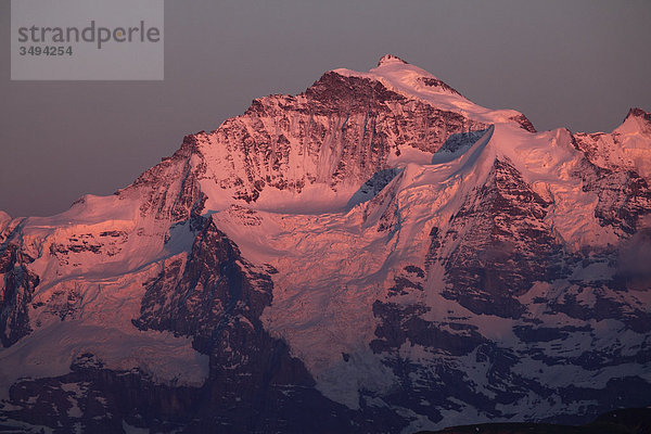 Jungfrau bei Sonnenuntergang  Schweizer Alpen  Schweiz  Europa