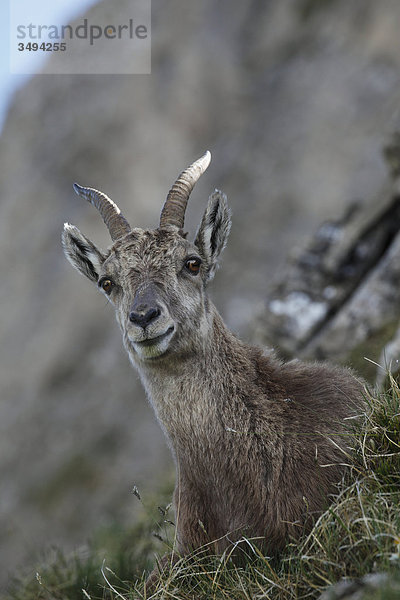 Weiblicher Alpensteinbocks  Capra ibex  liegt auf einer Wiese  Niederhorn  Schweizer Alpen  Schweiz  Europa