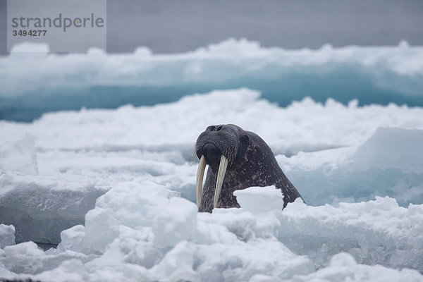 Walross  Odobenus rosmarus  schwimmt im Nordpolarmeer  Spitzbergen  Norwegen  Europa