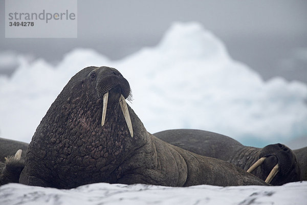 Walrosse  Odobenus rosmarus  liegen auf Eisscholle  Spitzbergen  Norwegen  Europa