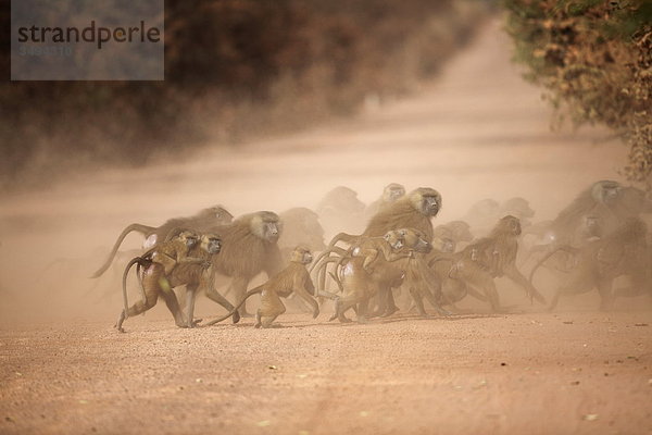 Guinea-Paviane  Papio papio  Gambia  Westafrika  Afrika