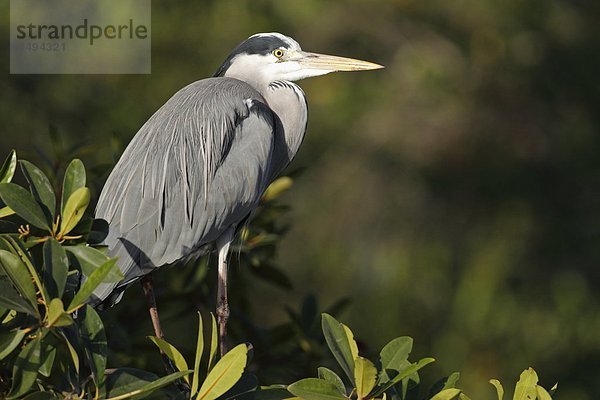 Graureiher  Ardea cinerea  steht auf einem Ast  Gambia  Westafrika  Afrika