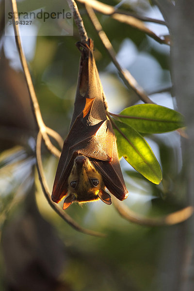 Gambia-Epaulettenflughund  Epomophorus gambianus  Gambia  Westafrika  Afrika