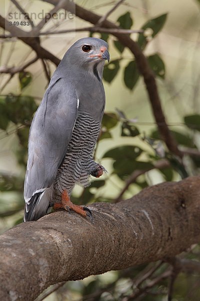 Sperberbussard  Kaupifalco monogrammicus  sitzt auf einem Ast  Gambia  Westafrika  Afrika