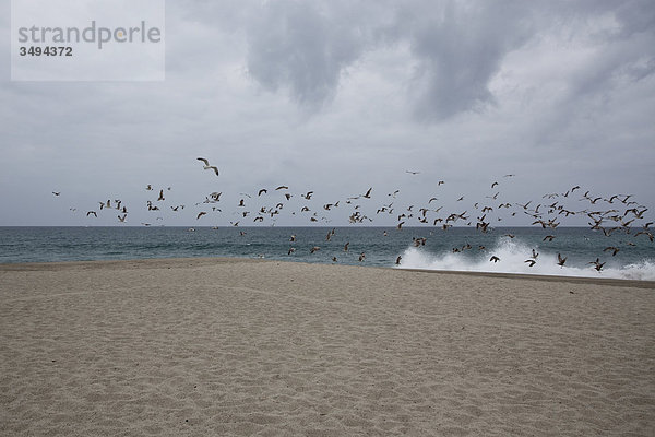 Vogelschwarm an einem Strand  Kalifornien  USA