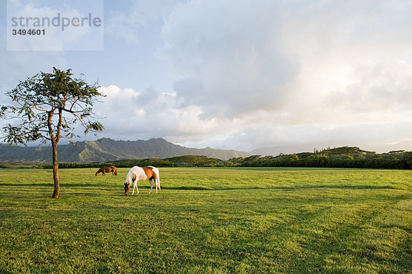 Pferd im Feld bei Princeville  Kauai