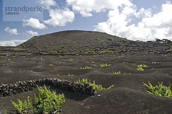 La Geria  Lanzarote  Kanarische Inseln  Spanien  Europa