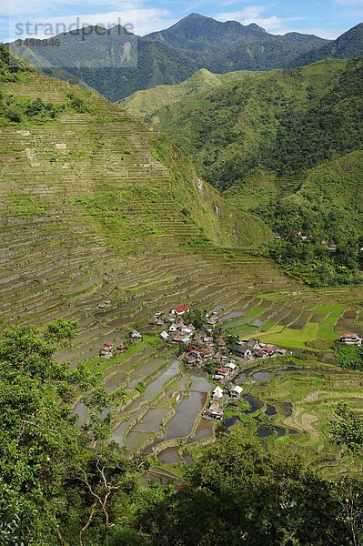 Philippinen  Insel Luzon  Banaue Palmenhainen