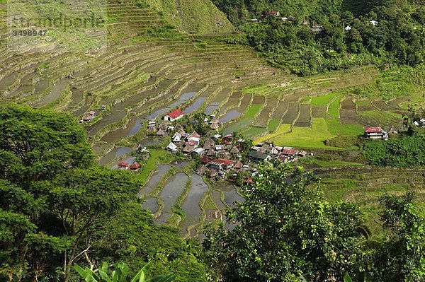 Philippinen  Insel Luzon  Banaue Palmenhainen