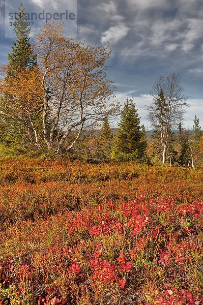 Lappland  Finnland  Pallas Yllastunturi National Park  im Herbst