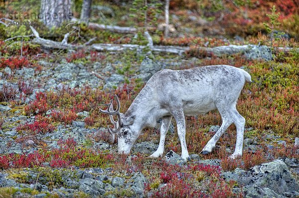 Lappland  Finnland  Pallas Yllastunturi National Park  Rentiere weiden