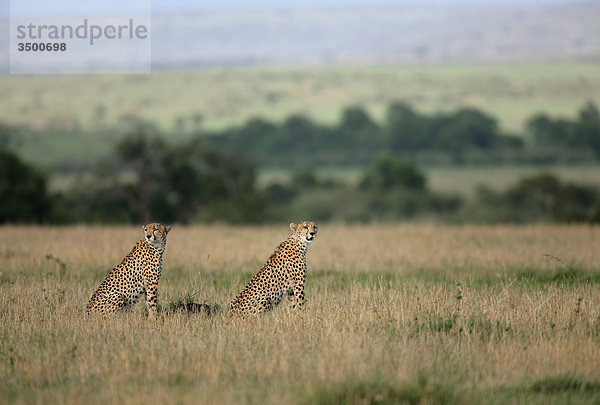 Zwei Geparden  Acinonyx jubatus  Masai Mara National Reserve  Kenia  Ostafrika  Afrika