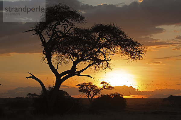 Schirmakazie in der Dämmerung  Amboseli Nationalpark  Kenia  Ostafrika  Afrika