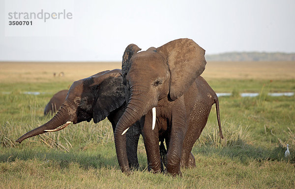 Elefanten  Amboseli Nationalpark  Kenia  Ostafrika  Afrika